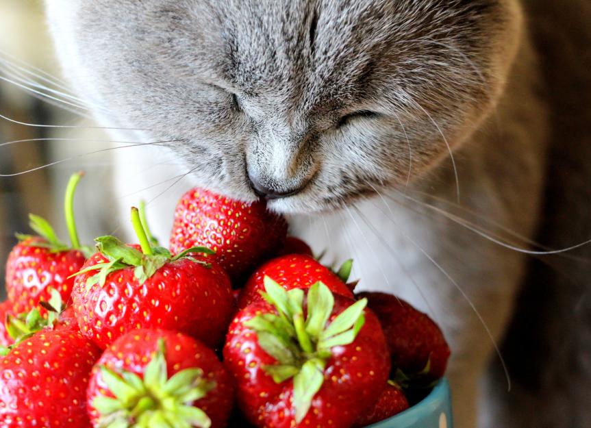 猫能吃草莓吗?