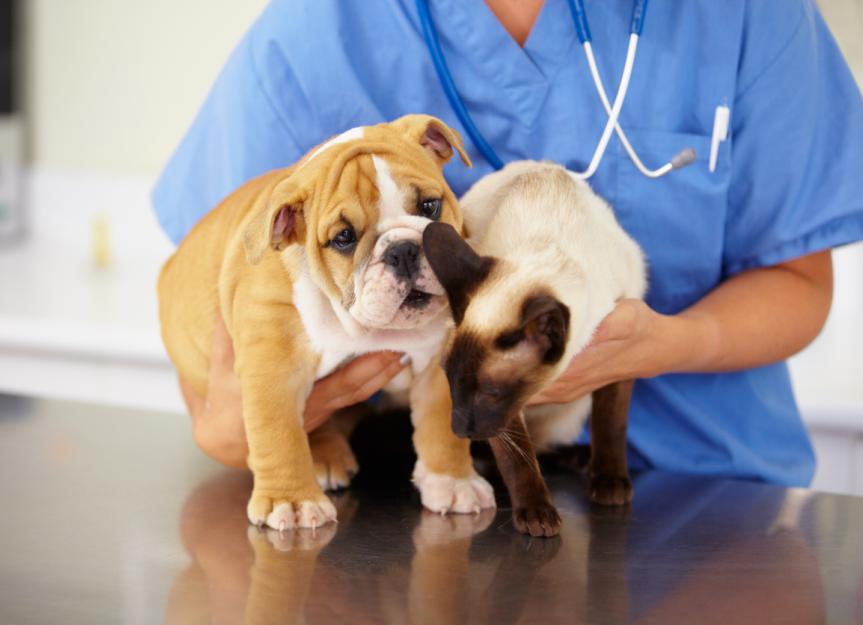 Pet Wellness Exams Costs and What to Expect PetMD
