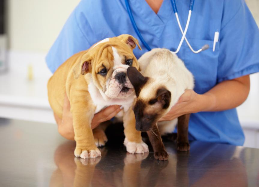 Pet Wellness Exams: How to Prepare