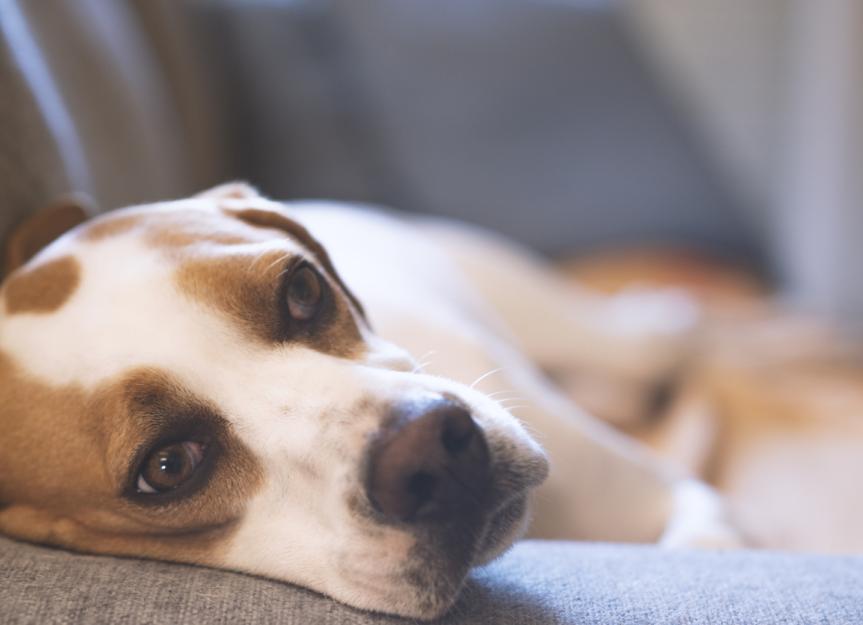 Hypoglycemia in Dogs PetMD