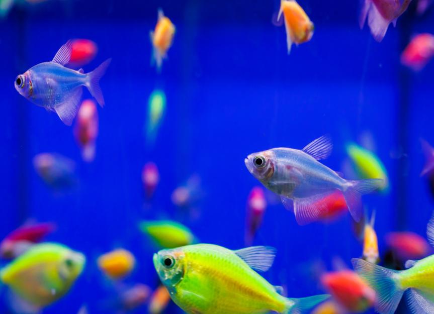 neon glofish tetra