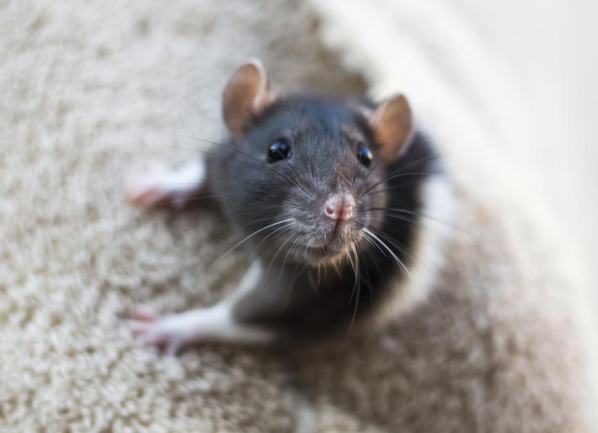 What is Rat Boggling? PetMD