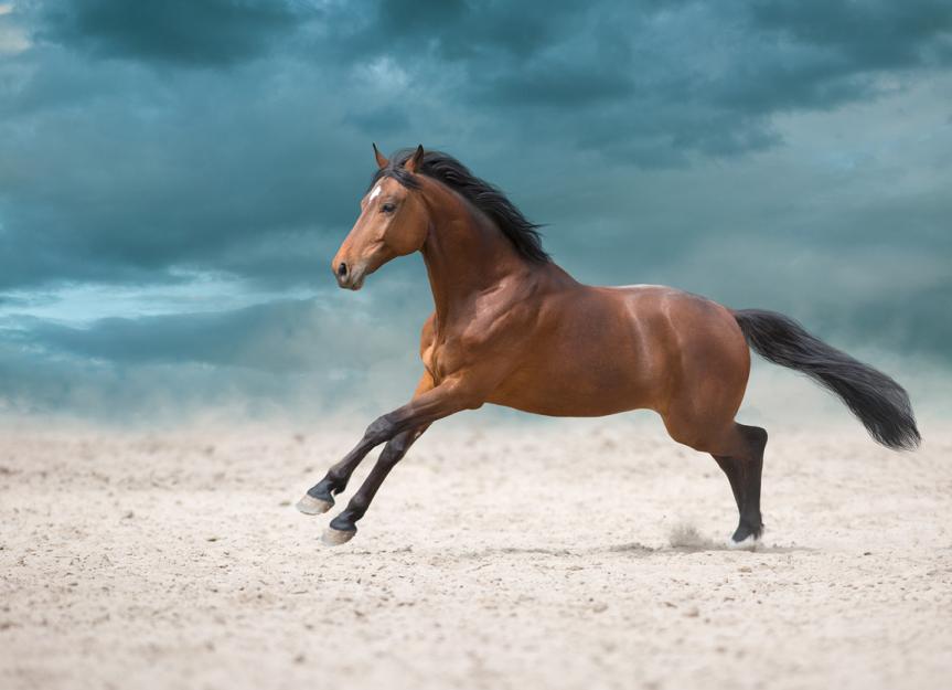 Muscle Strain in Horses