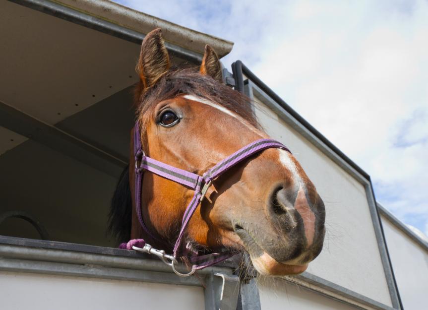 how-much-does-a-horse-cost-petmd