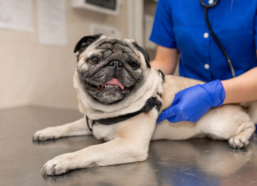 Aspiration Pneumonia in Dogs | PetMD