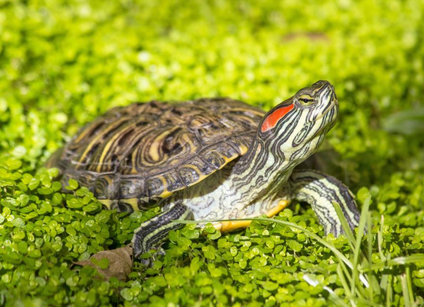 Types of Aquatic Turtles