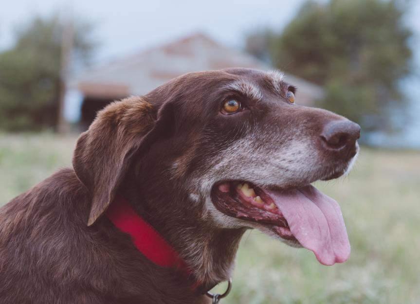 what medication is used for older dog dementia