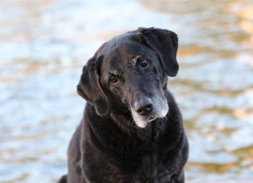 What To Know: Adopting A Senior Pet 