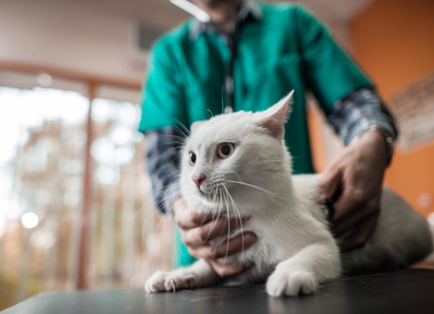 Anaphylaxis in Cats PetMD