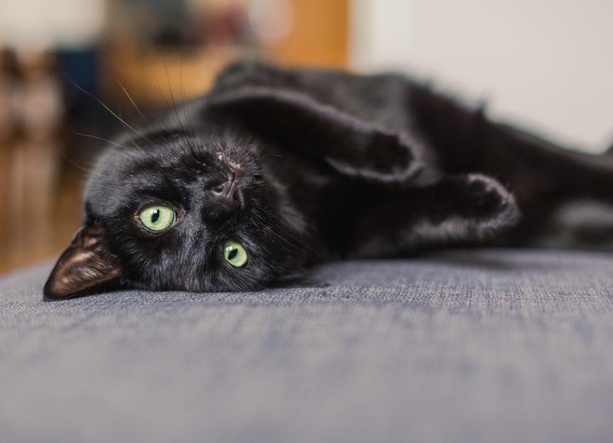 10 Hair-Raising Facts About Black Cats | PetMD