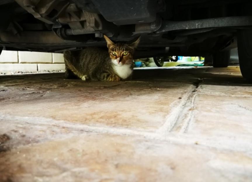 Antifreeze Poisoning in Cats
