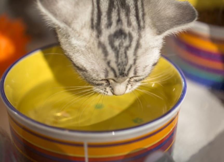 为什么你的猫不喝水，怎么办