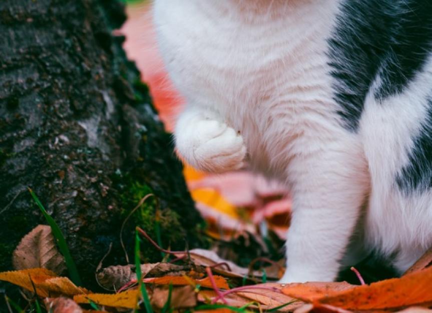 Cat Limping: Causes and Treatment