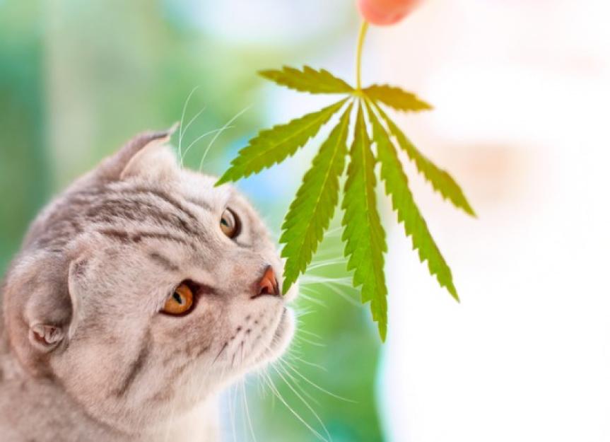 大麻对猫有害吗?