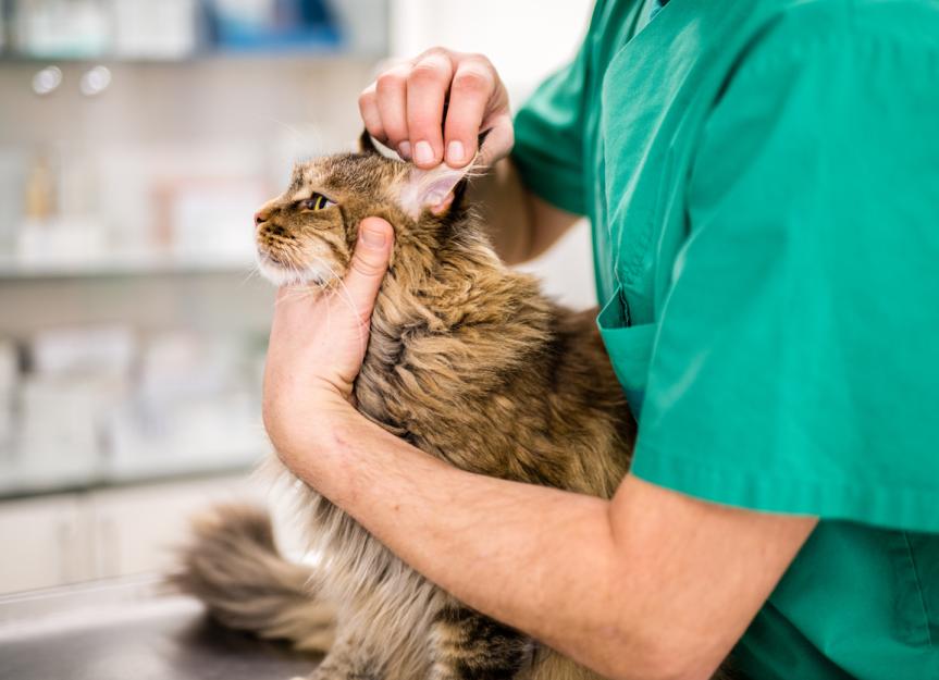 Cat Ear Infections PetMD