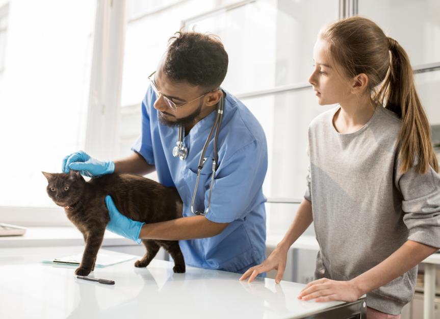 Hip Dysplasia in Cats PetMD