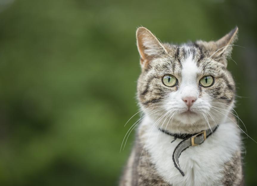 Rat Poisoning in Cats PetMD