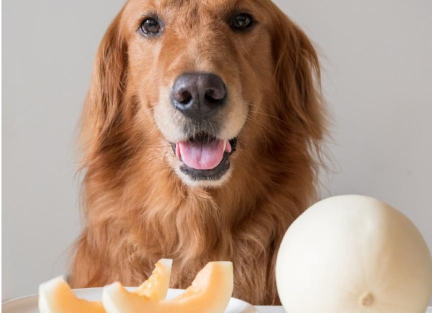 can you feed dogs cantaloupe