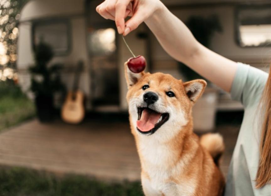 are black cherries safe for dogs