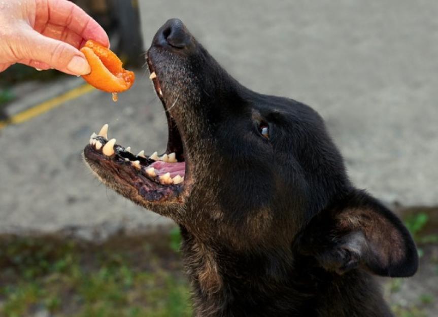 Can Dogs Eat Peach Slices 