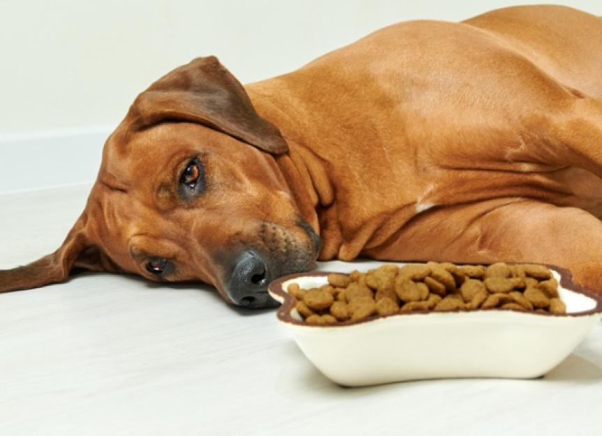 Female dog regurgitating 2025 food for puppies