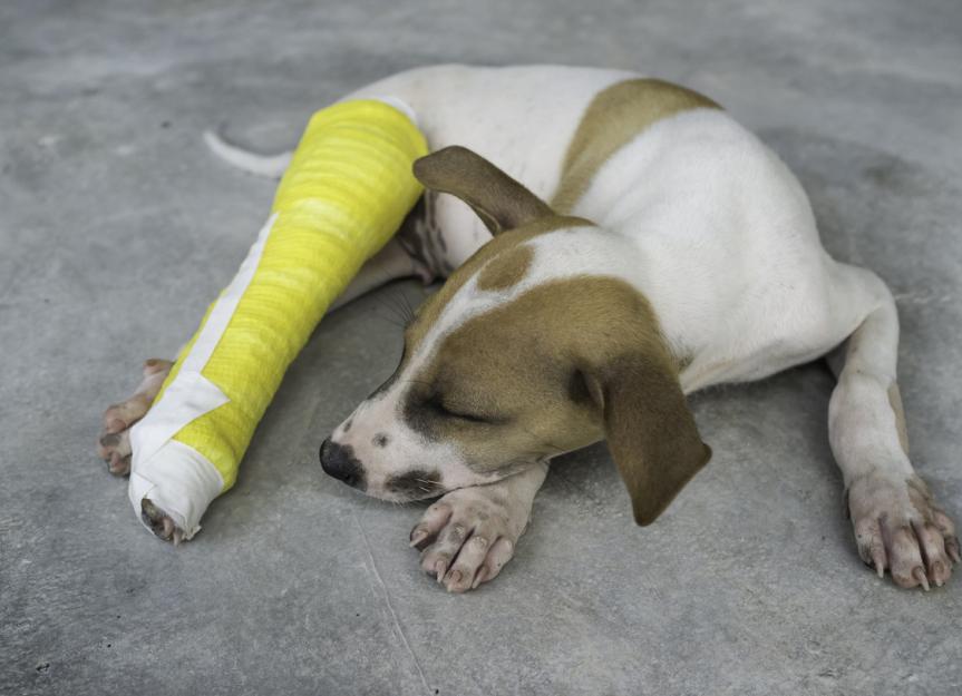 can a dog still walk on a broken leg
