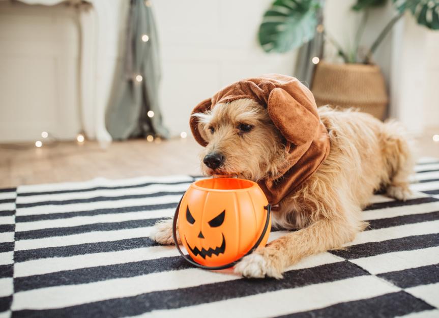 Halloween can be scary for pups, warns dog whisperers