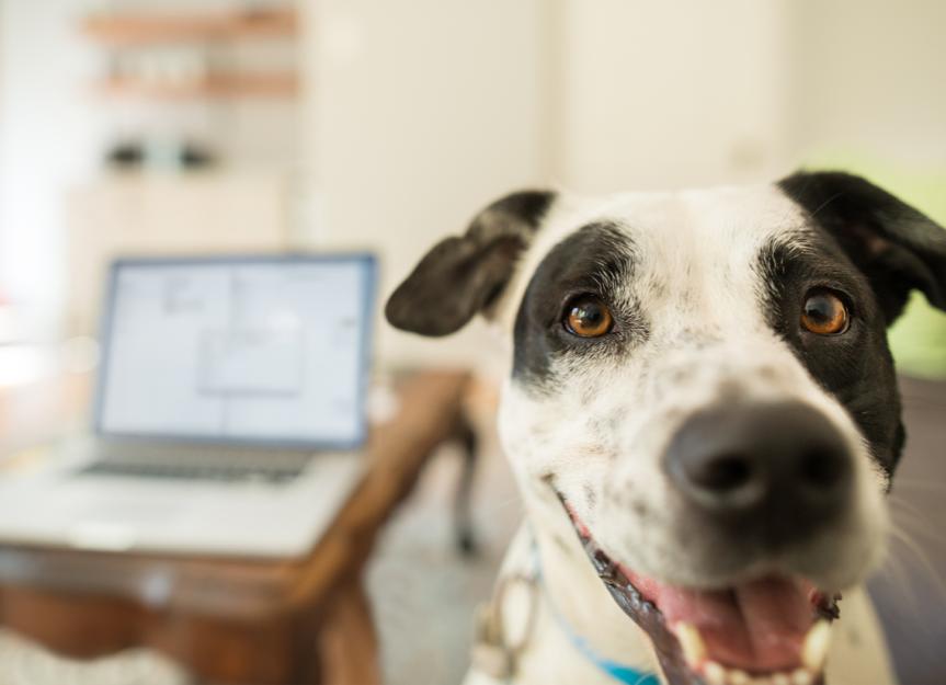My Dog Ate Birth Control, Now What? PetMD