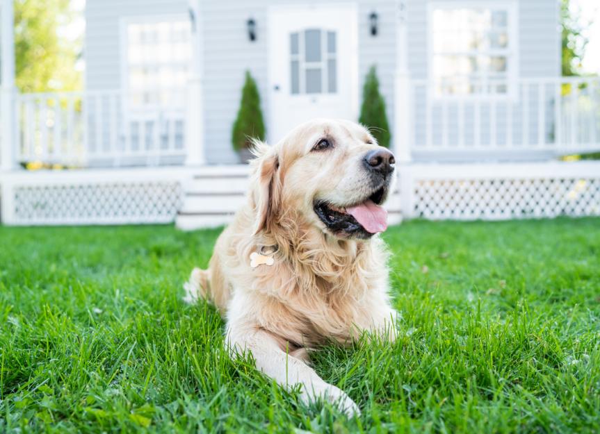 Pesticide and Insecticide Poisoning in Dogs | PetMD