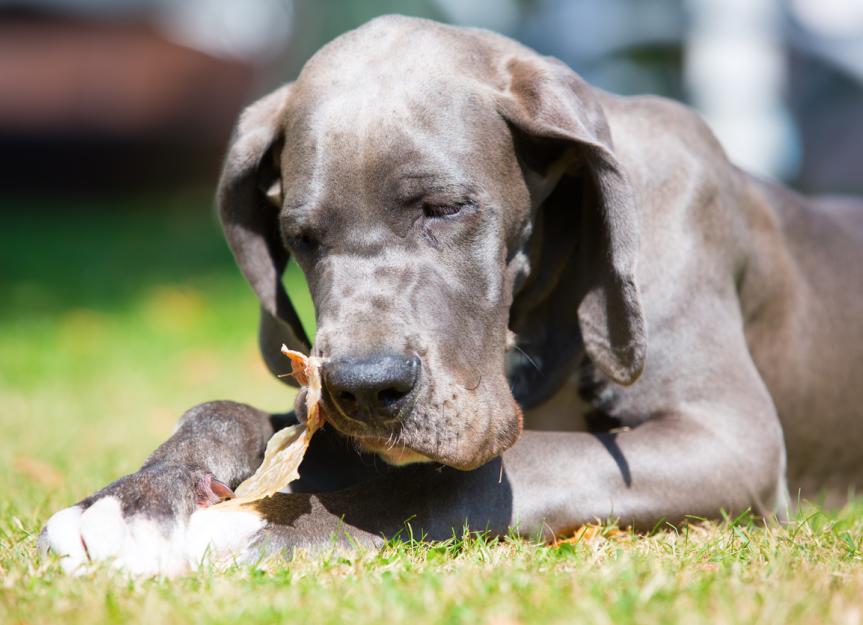 Gastric Dilatation-Volvulus (GDV) Syndrome | PetMD