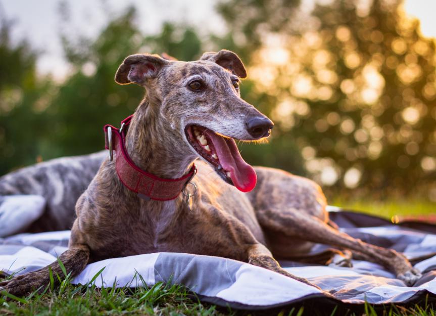 What to Know: Adopting a Greyhound Dog