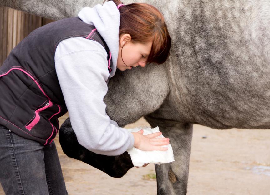 How to Apply Poultice to a Horse