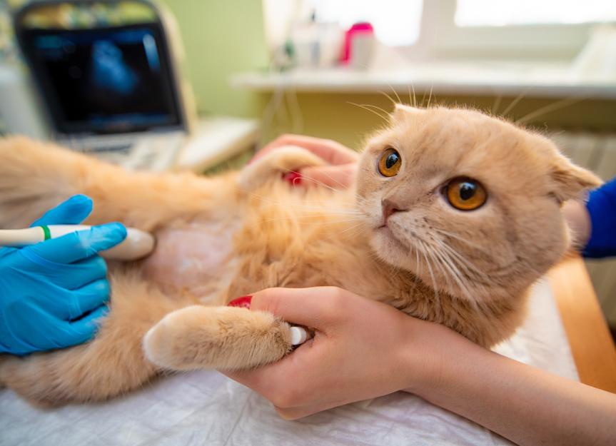 Intestinal Blockage in Cats PetMD