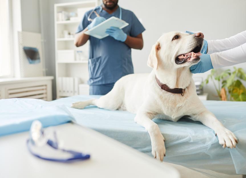 Osteomyelitis in Dogs PetMD PetMD
