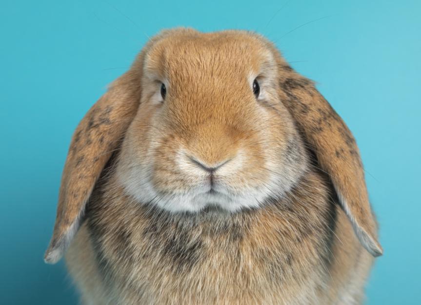 兔子能活多久?