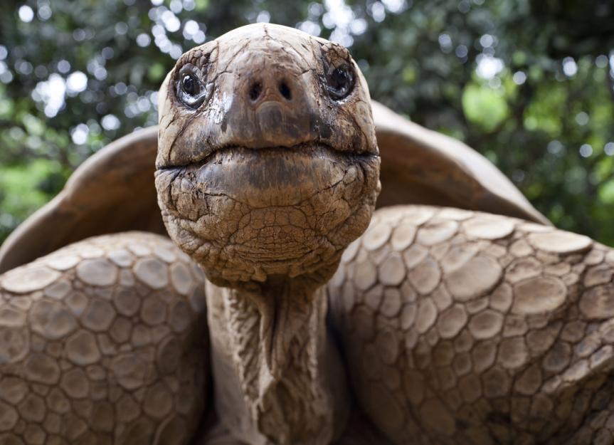 海龟和陆龟能活多久?