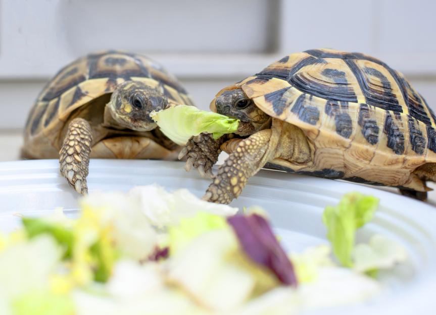 What Do Aquatic Turtles Eat? | PetMD