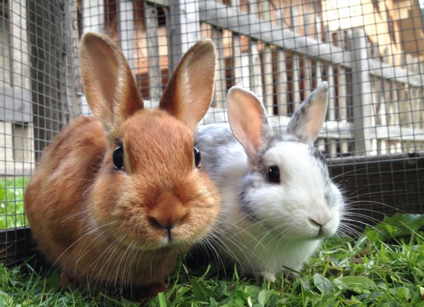 Rabbit Cage Guide | PetMD
