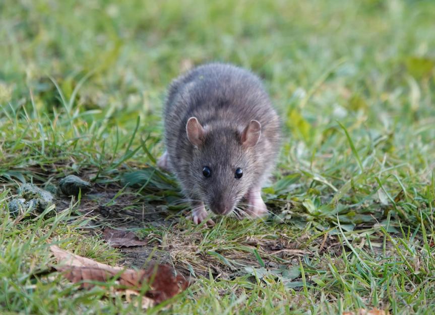 Lice Infestation in Rats | PetMD