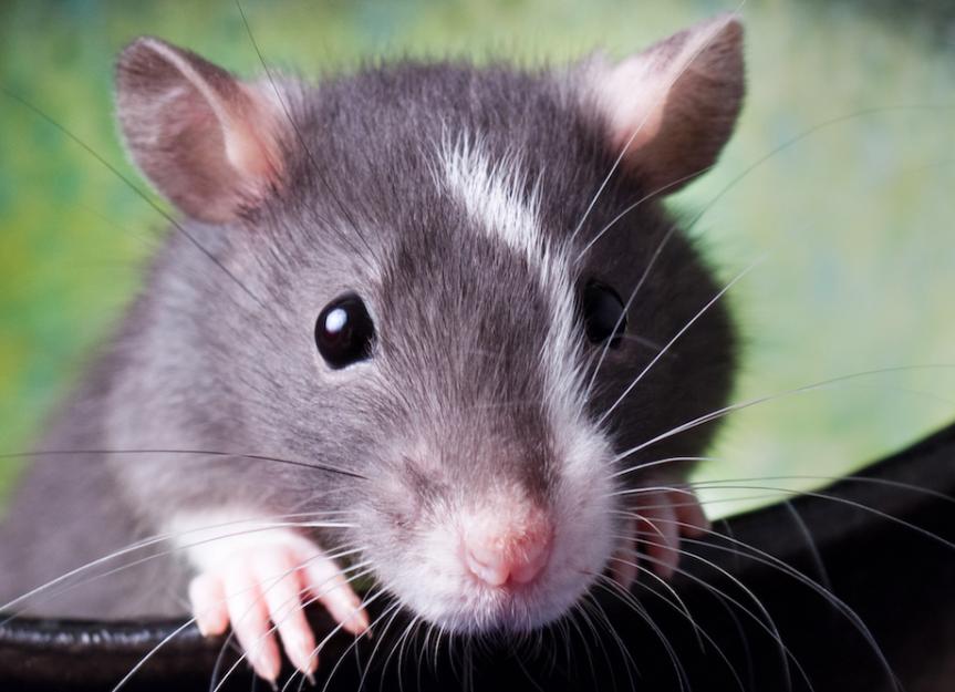 Lung and Airway Disorders in Rats PetMD