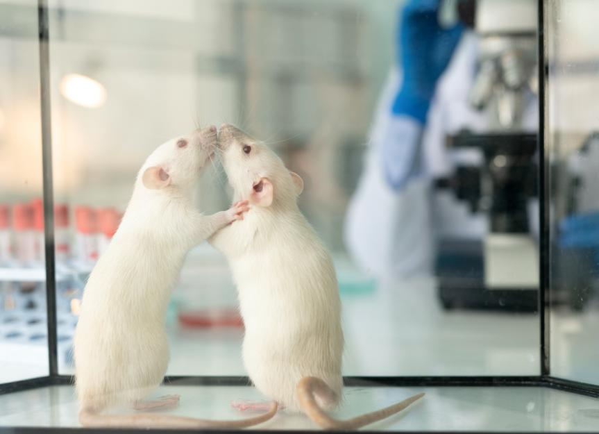 沙门氏菌Infection in Rats