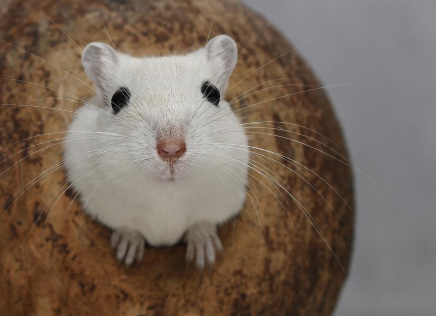 Nervous System Disorders in Gerbils