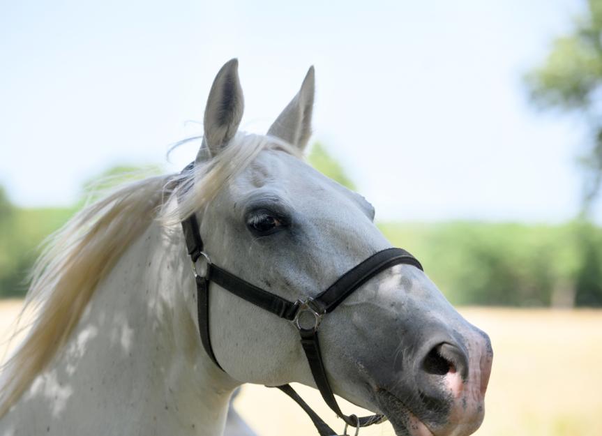 signs of head trauma in horses