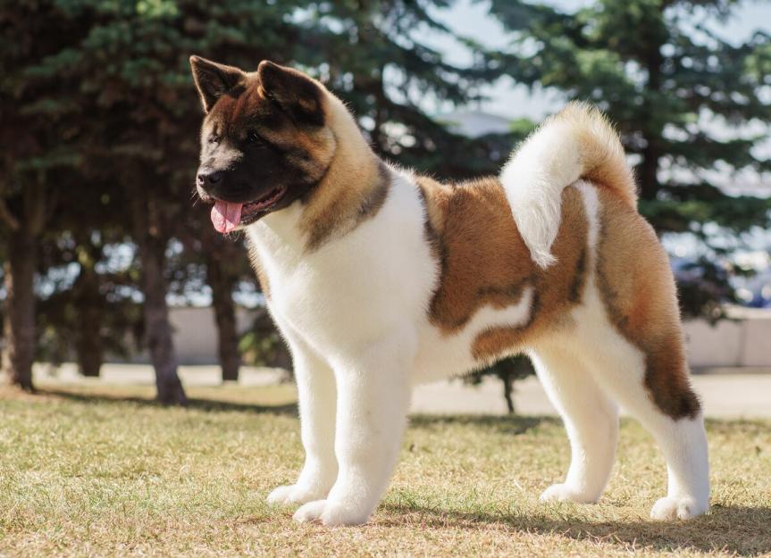 Akita Dog Breed Health And Care | Petmd