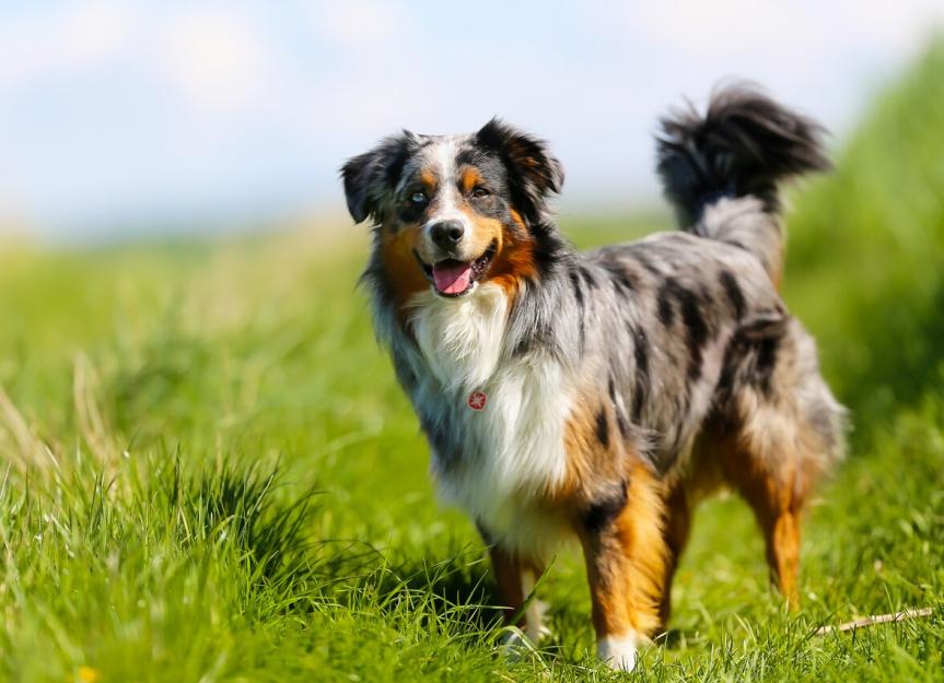 are australian shepherds good with chickens