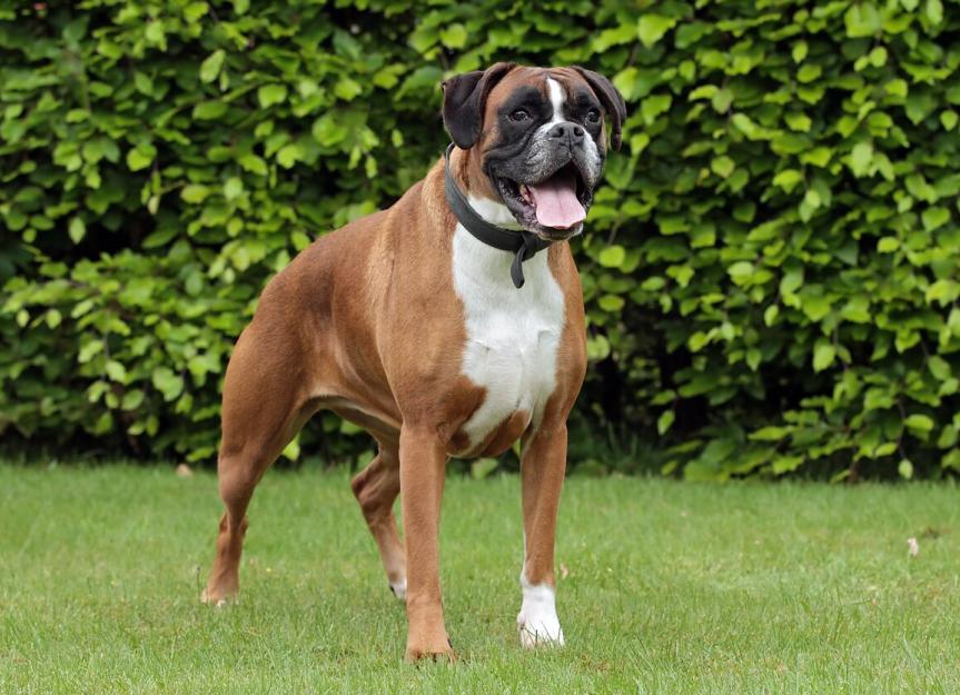 Boxer Dog Breed Health and Care