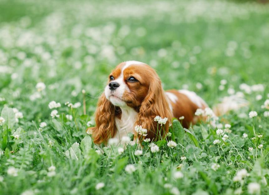 Cavalier King Charles Spaniel Dog Breed Health and Care