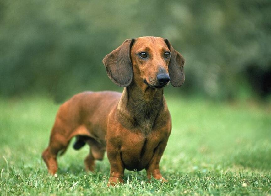 are dachshunds stubborn dogs