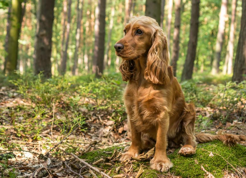 Distilleren leg uit woestenij English Cocker Spaniel Dog Breed Health and Care | PetMD