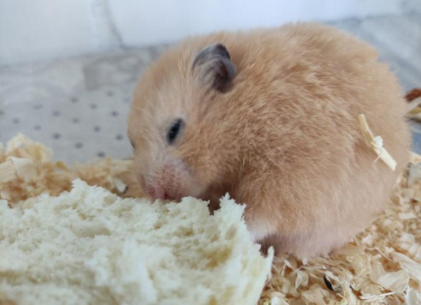 AntibioticsInduced Enteritis in Hamsters PetMD